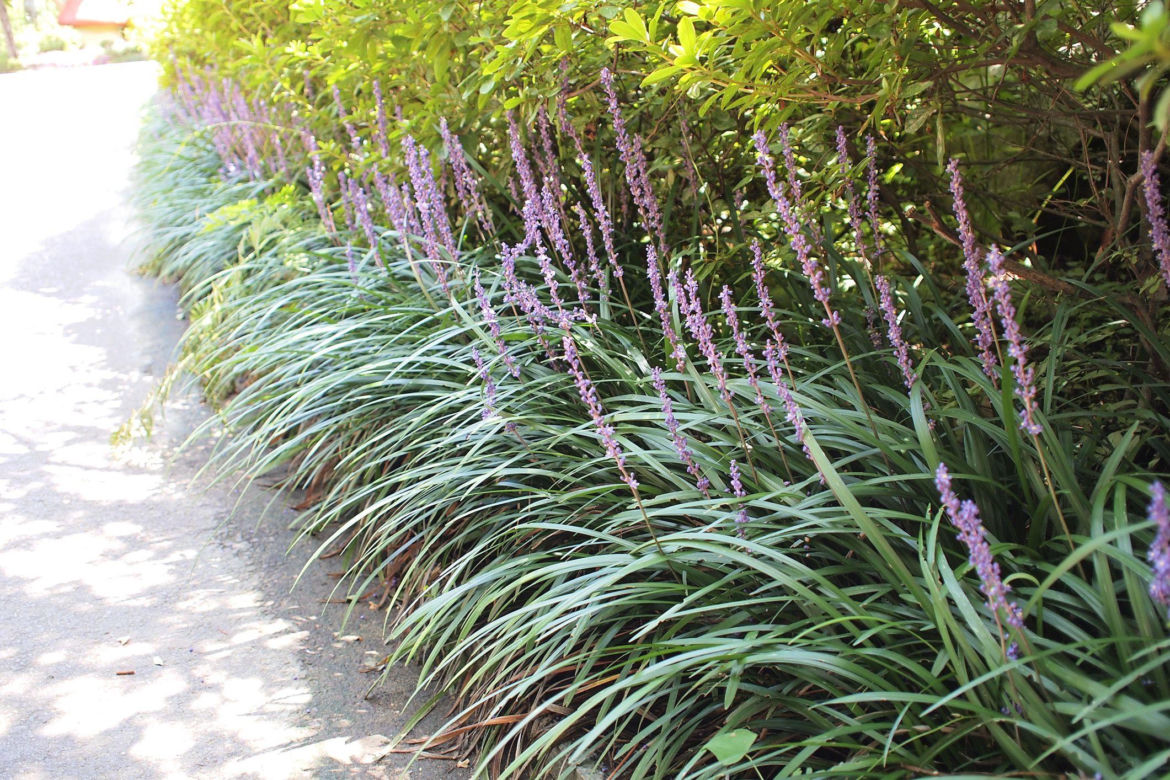 Liriope szafirkowata