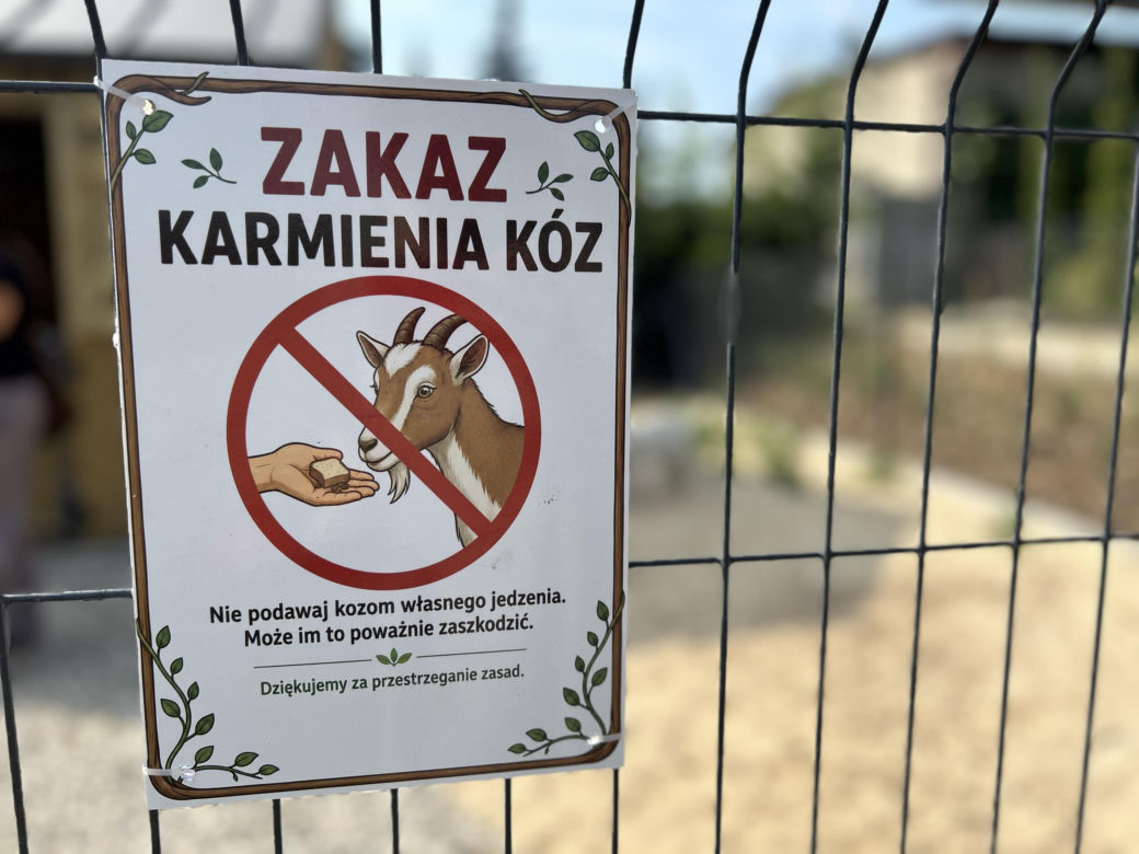 Kózki w parku w Kazimierzu Biskupim