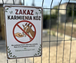 Kózki w parku w Kazimierzu Biskupim