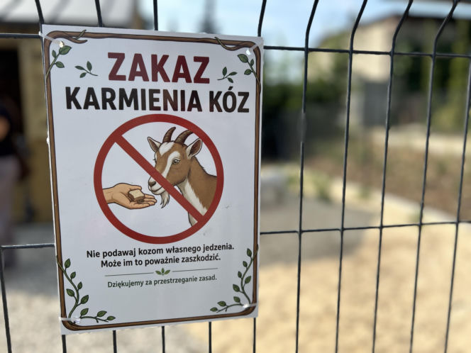 Kózki w parku w Kazimierzu Biskupim
