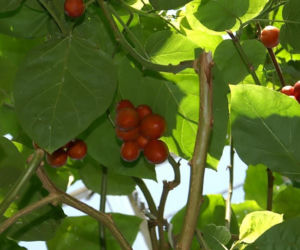 Ten egzotyczny owoc przywędrował z Ameryki Południowej. Wspiera odporność, a do tego ma niski indeks glikemiczny