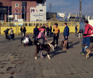 Radosna Parada Psów Adoptowanych przeszła ulicami Bydgoszczy!
