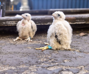 Kolejne sokole pisklęta wykluły się w Elektrowni Bełchatów. Maluchy zostały już zaobrączkowane