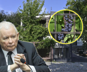Dom Kaczyńskiego otoczony owocami. Niczym południowa winnica