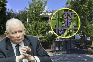 Kaczyński będzie jak Dionizos! Kiście winogron aż kipią od słodyczy! [ZOBACZ]