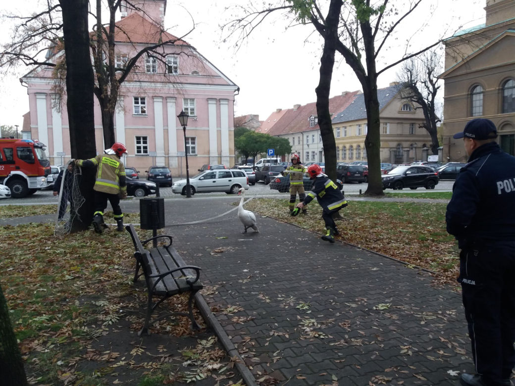 Wielka obława na łabędzia