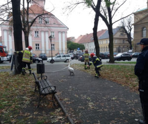Wielka obława na łabędzia