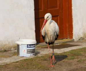 Bocian celebryta wraca do Polski. Krutek jest już w Europie!