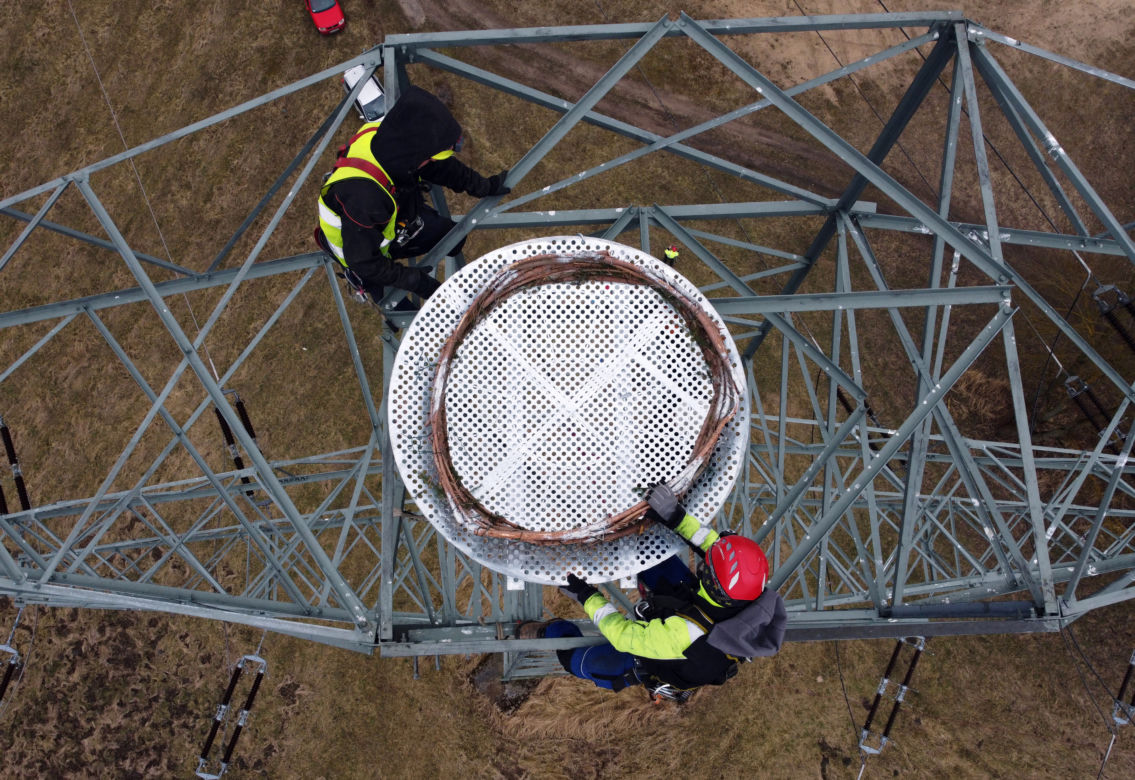 Montaż platformy lęgowej dla rybołowów w Nadleśnictwie Kliniska w okolicach miejscowości Inoujście 