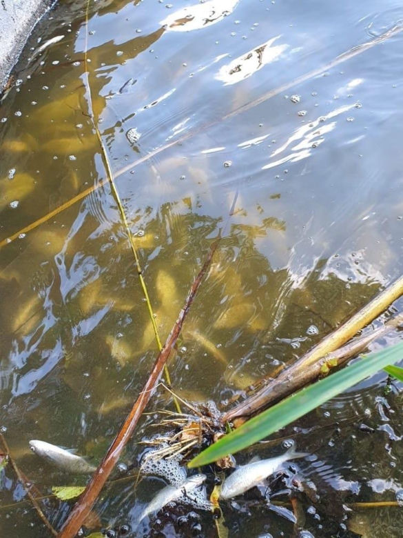 Śnięte ryby w Jeziorze Budzieszowskim