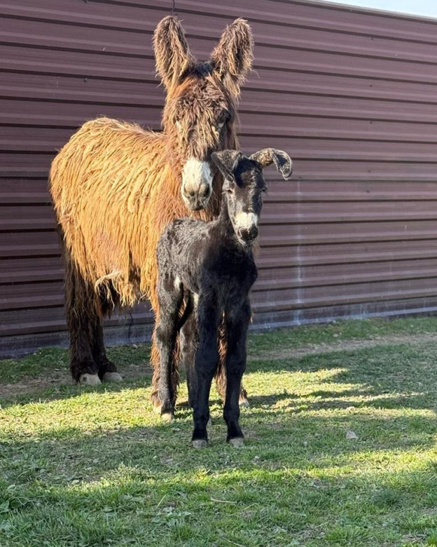 Nowy mieszkaniec zoo w Wojciechowie. To osiołek poitou