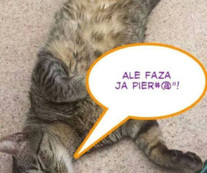 Kot Filipa Chajzera stał się bohatrem memów!