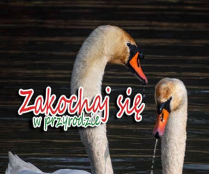 Walentynki z aparatem