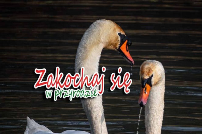 Walentynki z aparatem
