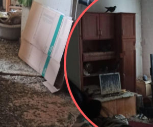 Koszmar w mieszkaniu we Wrocławiu. Gołębie opanowały lokal