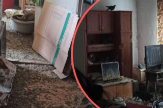 Koszmar w mieszkaniu we Wrocławiu. Gołębie opanowały lokal