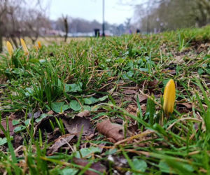 Pierwsze krokusy w Szczecinie