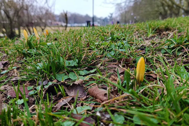 Pierwsze krokusy w Szczecinie