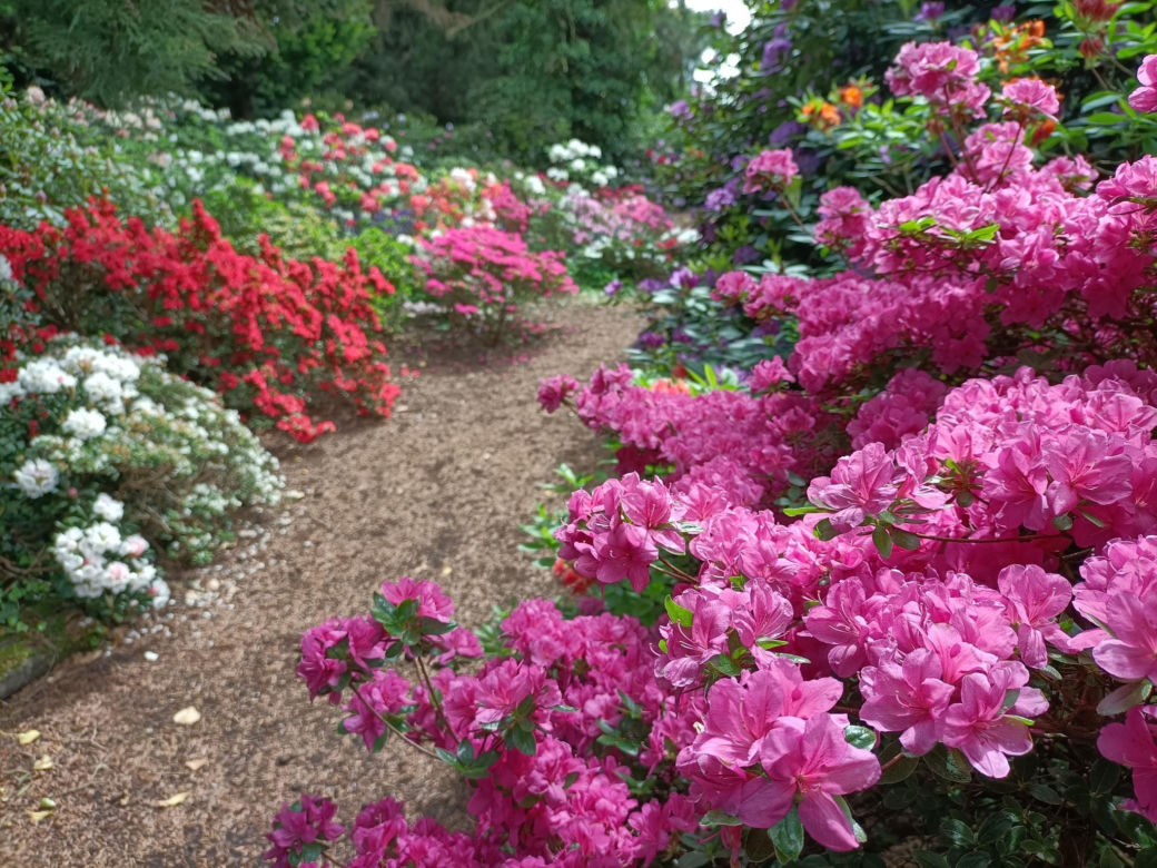 Arboretum Kórnickie - raj dla miłośników pięknych roślin