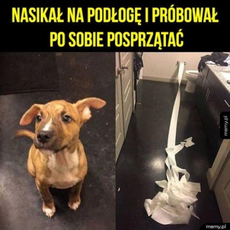Chcesz poprawić sobie humor? Te memy ze zwierzętami rozbawią cię do łez!