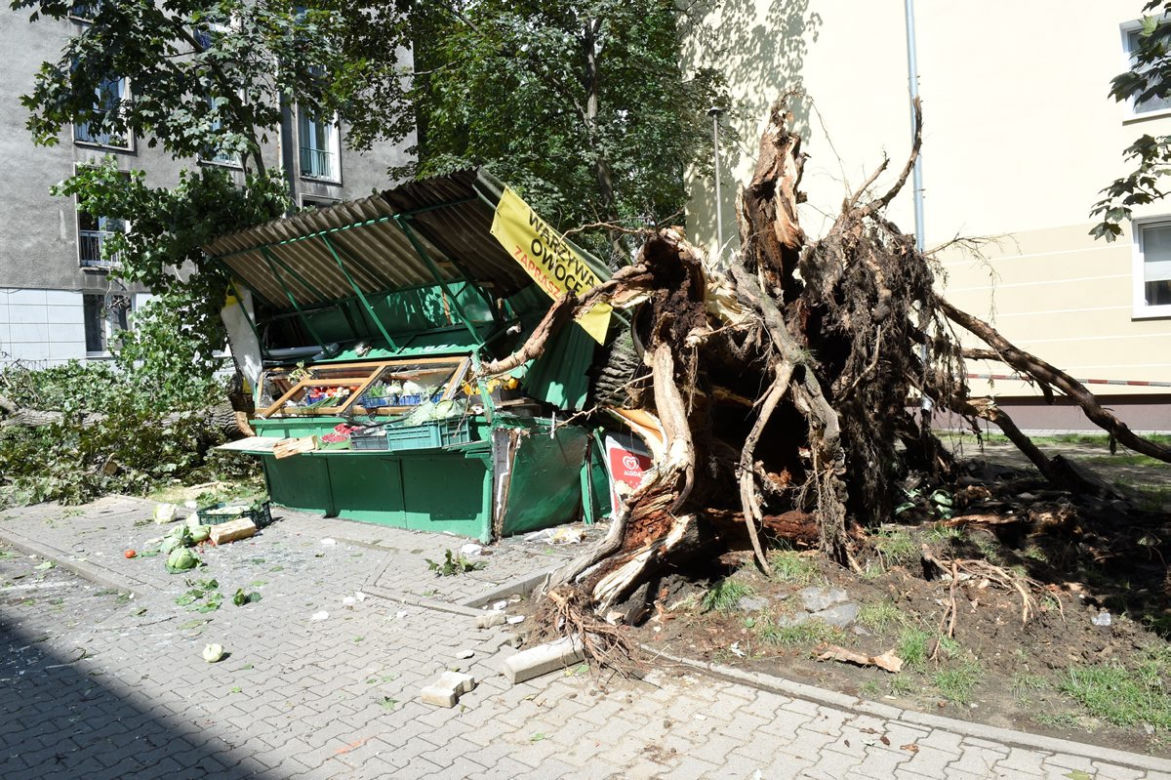 Ekkoterroryści blokują wycinkę chorych drzew
