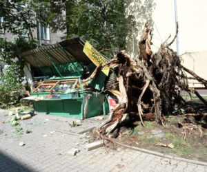 Ekkoterroryści blokują wycinkę chorych drzew