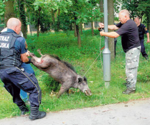 Dzik grasował przy szpitalu w Aninie