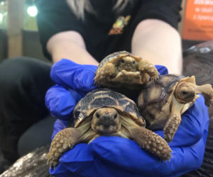 Żółwie jaja we Wrocławskim ZOO