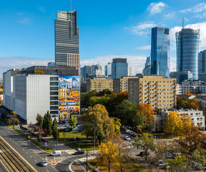 Serek wolski w Warszawie