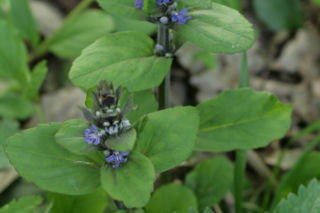 Dąbrówka rozłogowa - Ajuga reptans