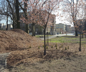 Kończy się czwarty etap rewitalizacji parku na Pl. Kościuszki w Lesznie