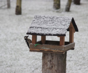 Trwa zimowe dokarmianie ptaków na terenie parków i skwerów w Białymstoku [ZDJĘCIA]