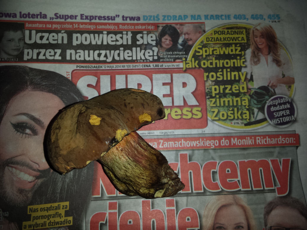 Grzyby w maju, prawdziwki