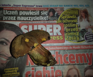 Grzyby w maju, prawdziwki