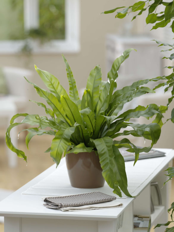 Asplenium antiquum