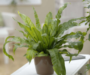 Asplenium antiquum