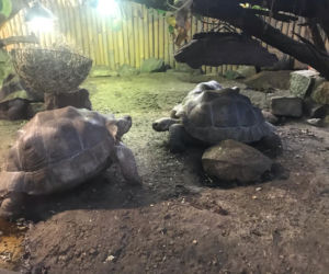 Żółwie jaja we Wrocławskim ZOO