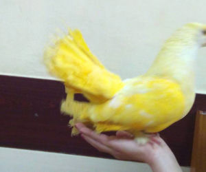 PAPUGI
