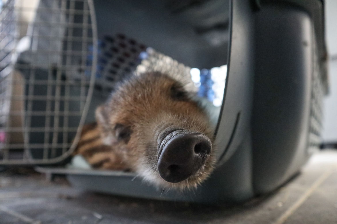 Weterynarze z Przemyśla leczą dzika Adasia [ZDJĘCIA]