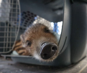 Weterynarze z Przemyśla leczą dzika Adasia [ZDJĘCIA]