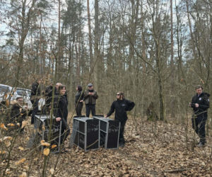 Małe rysie zostały wypuszczone do lasu w Nadleśnictwie Susz