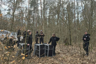 Małe rysie zostały wypuszczone do lasu w Nadleśnictwie Susz