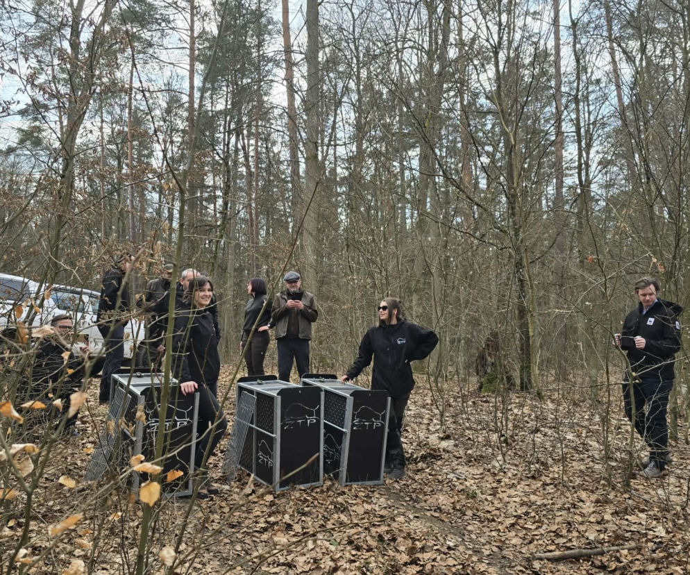 Małe rysie zostały wypuszczone do lasu w Nadleśnictwie Susz