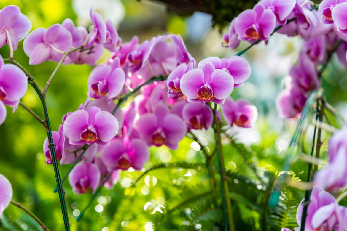 Storczyk Phalaenopsis