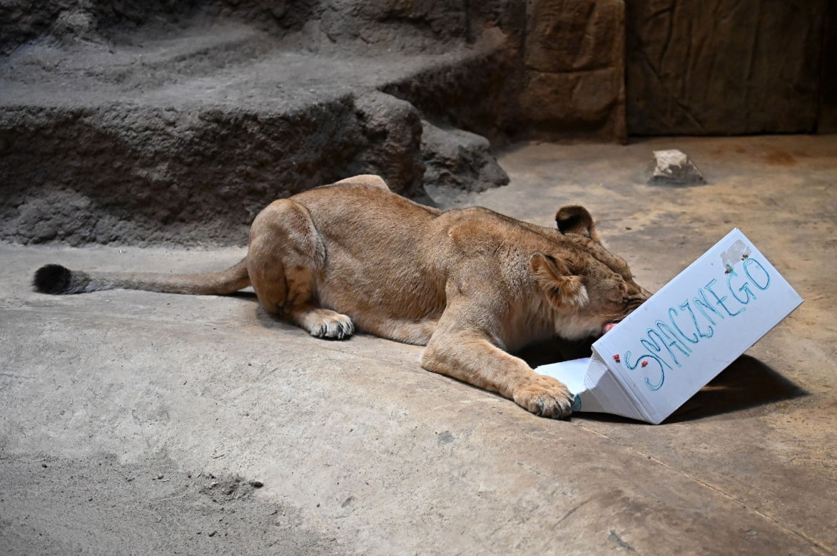 Dzień lwa w zoo