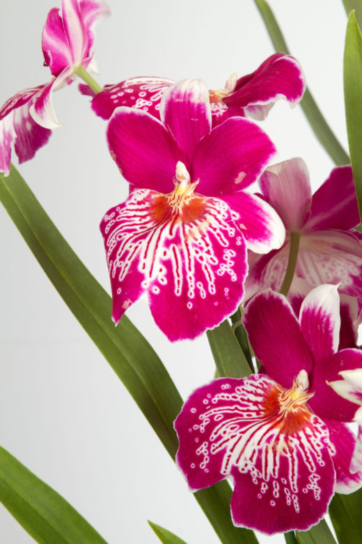 Miltonia