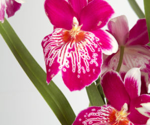 Miltonia