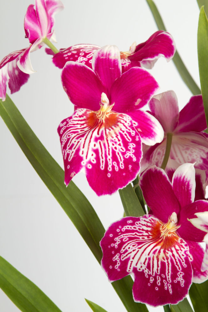 Miltonia