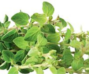 Oregano