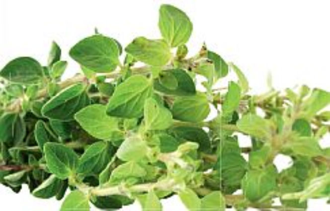 Oregano
